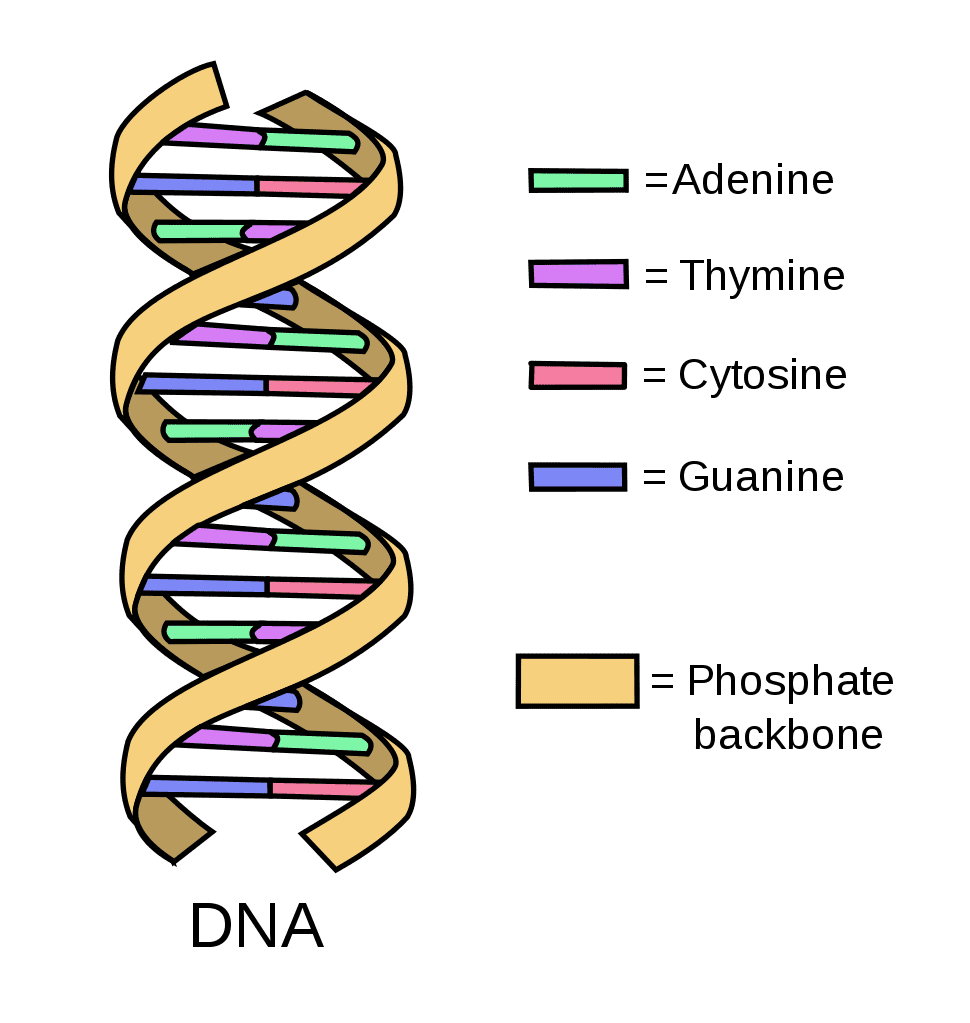 An image of DNA