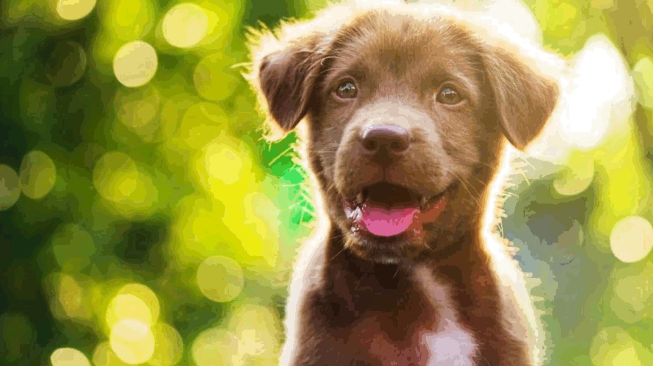 256 bit image of dog